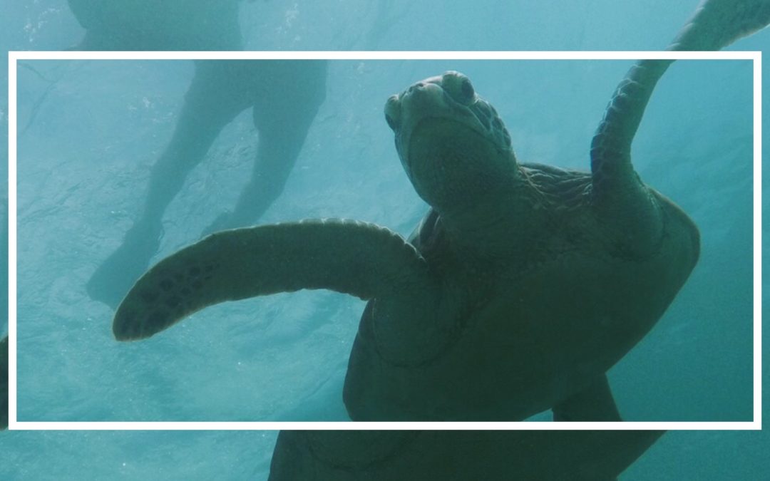 Ishigaki e le isole Yaeyama: l’estremo sud del Giappone