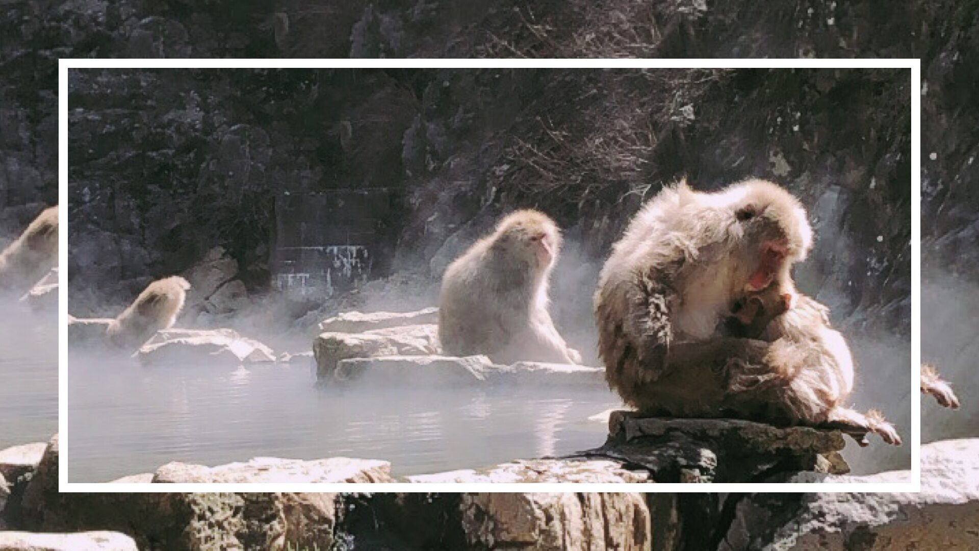 snow monkey park nagano